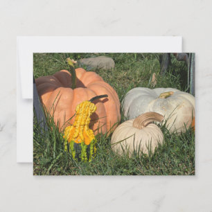 Pumpkins and Gourds Postcard