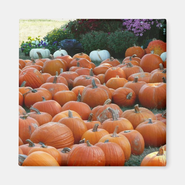 Pumpkins and Mums Autumn Harvest Photography Magnet (Front)