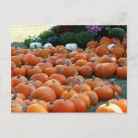 Pumpkins and Mums Autumn Harvest Photography