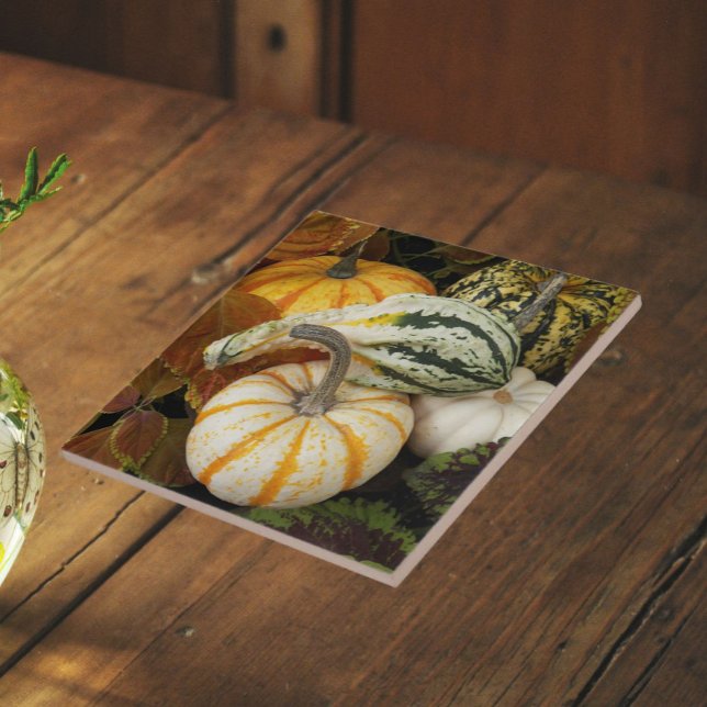 Pumpkins and Squash Still Life Photo Tile (In Situ (Angled))