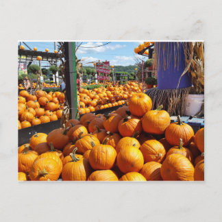 pumpkins at market postcard