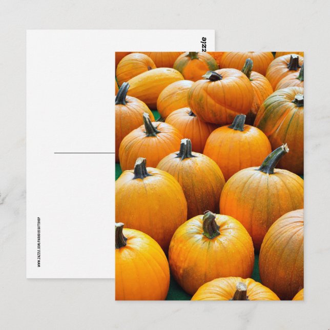 PUMPKINS AUTUMN FALL HARVEST POSTCARDS (Front/Back)