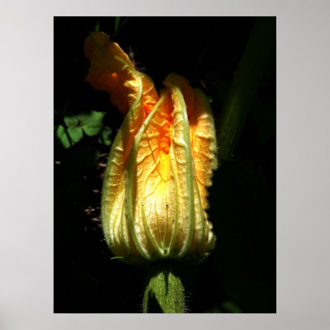 Pumpkins Blossoms  Value Poster Paper (Front)