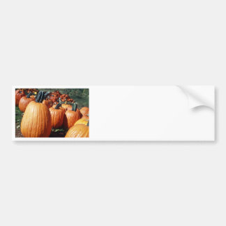Pumpkins Bumper Sticker