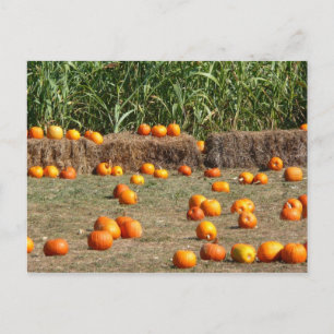 Pumpkins, Corn and Hay Autumn Harvest Photography Postcard