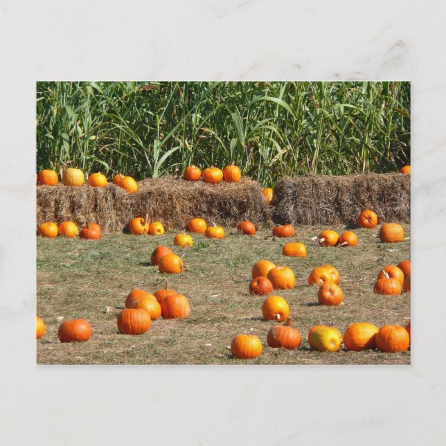 Pumpkins, Corn and Hay Autumn Harvest Photography Postcard (Front)