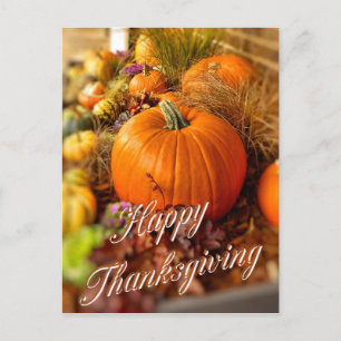 Pumpkins display postcard
