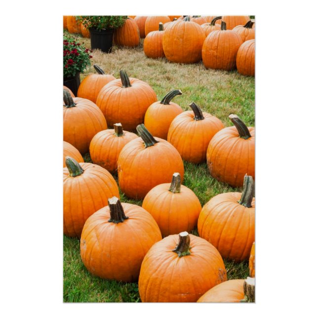 Pumpkins for Sale at a Farmer's Market Poster (Front)