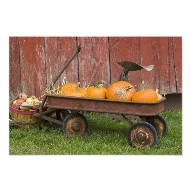 Pumpkins in old wagon photo print (Front)