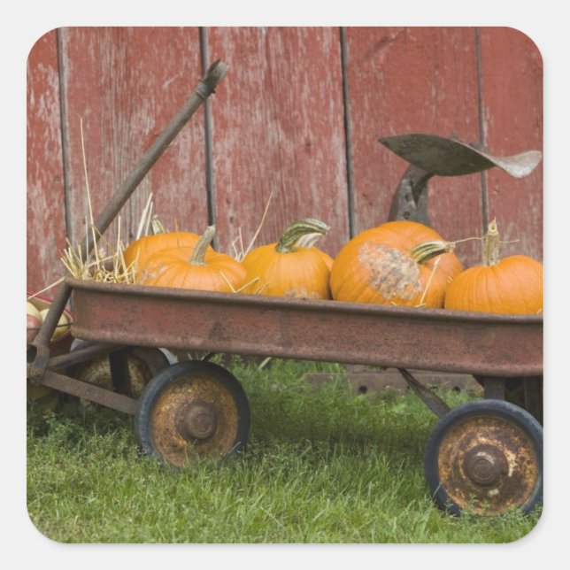 Pumpkins in old wagon square sticker (Front)