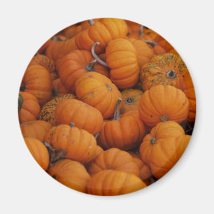 pumpkins magnet