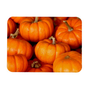 Pumpkins Magnet