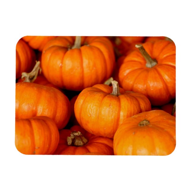 Pumpkins Magnet (Horizontal)