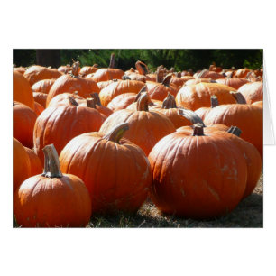 Pumpkins Photo for Fall, Halloween or Thanksgiving
