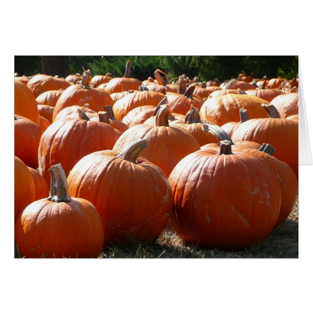 Pumpkins Photo for Fall, Halloween or Thanksgiving (Front Horizontal)