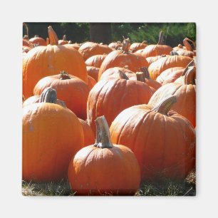 Pumpkins Photo for Fall, Halloween or Thanksgiving Magnet
