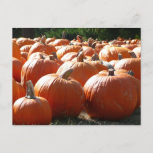 Pumpkins Photo for Fall, Halloween or Thanksgiving Postcard