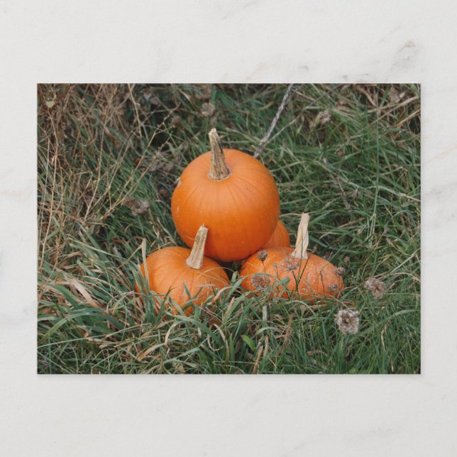 Pumpkins Postcard (Front)