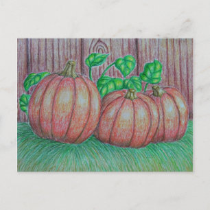 Pumpkins Postcard
