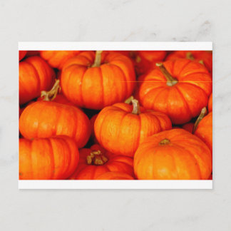 Pumpkins Postcard