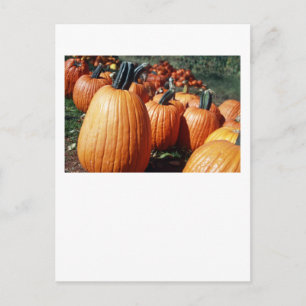 Pumpkins Postcard