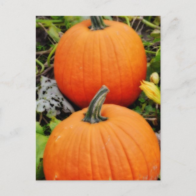Pumpkins Postcard (Front)