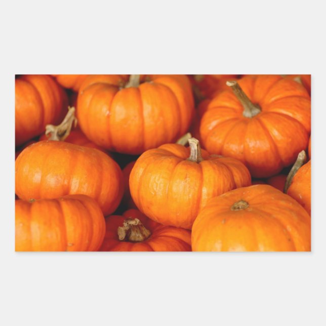 Pumpkins Rectangular Sticker (Front)