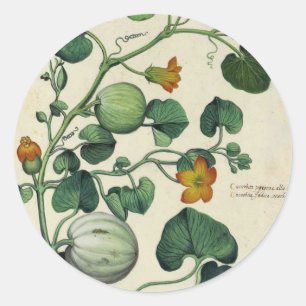 Pumpkins Squash Vintage Botanical Print Classic Round Sticker