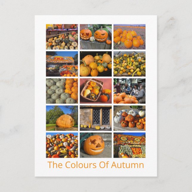 Pumpkins, Squashes And Gourds Postcard (Front)