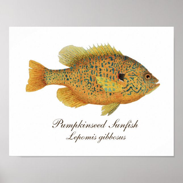 Pumpkinseed Art Poster (Front)