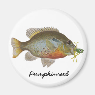 Pumpkinseed Magnet
