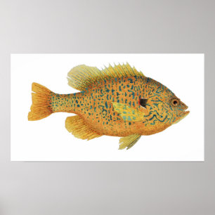 Pumpkinseed Sunfish Art Poster
