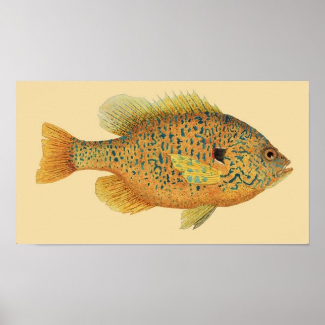 Pumpkinseed Sunfish on Colour Background Poster (Front)