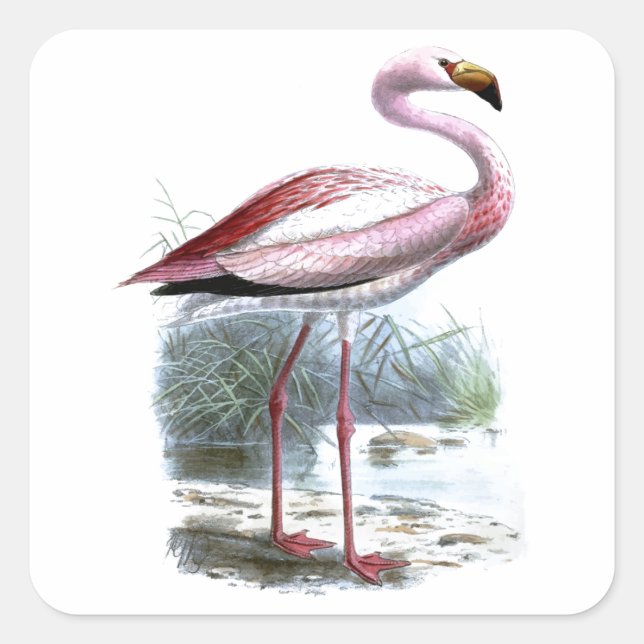 Puna Flamingo Vintage Illustration Square Sticker (Front)