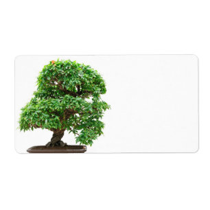 Punica Granatum bonsai tree