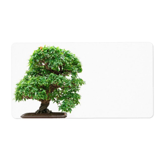 Punica Granatum bonsai tree (Front)