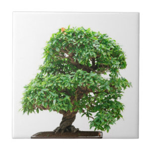 Punica Granatum bonsai tree Tile