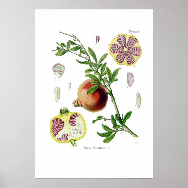 Punica granatum (Pomegranate) Poster (Front)