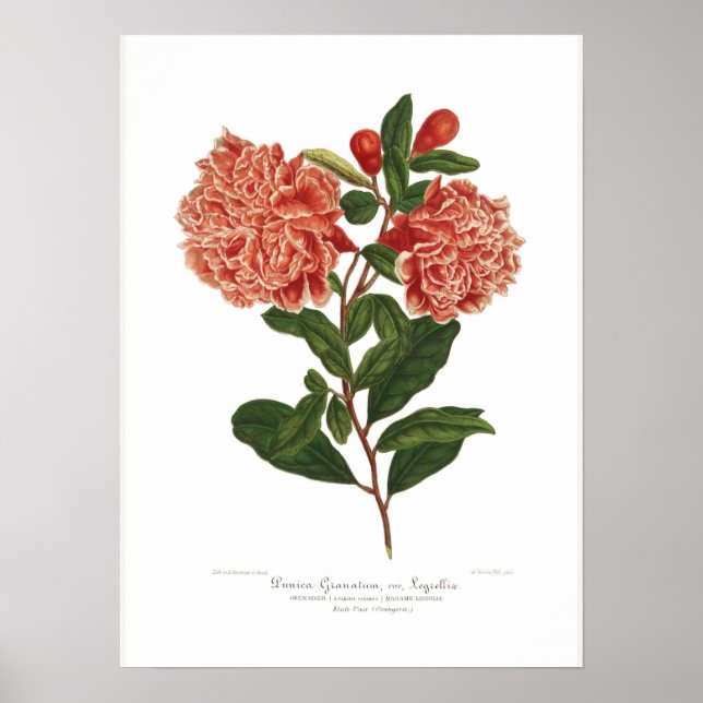 Punica granatum poster (Front)