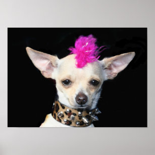 Punk Chihuahua Poster