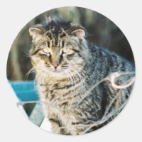Punk Rock Feral Tom Cat