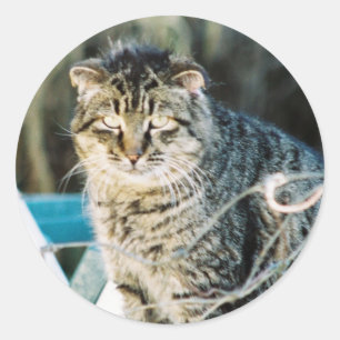 Punk Rock Feral Tom Cat Classic Round Sticker