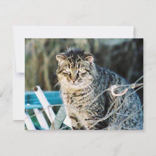 Punk Rock Feral Tom Cat Invitations (Front)