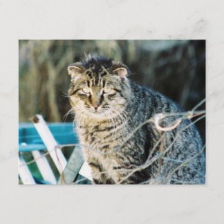 Punk Rock Feral Tom Cat Invitations