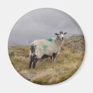 Punk sheep magnet