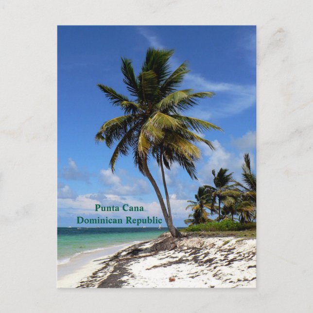Punta Cana, Dominican Republic, coconut palm tree Holiday Postcard (Front)