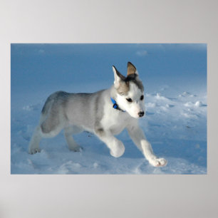 Pup in the snow poster