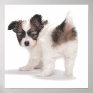 PUP  LOOKING OVER SHOULDER POSTER
