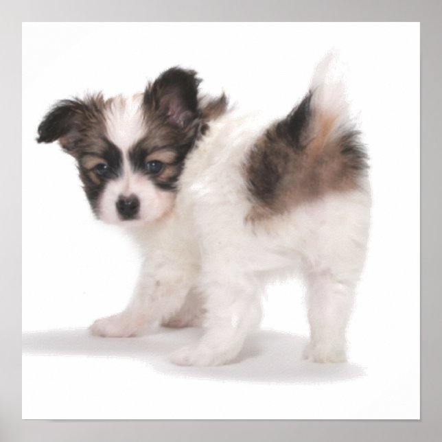 PUP  LOOKING OVER SHOULDER POSTER (Front)