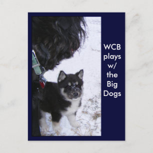 Pup Postcards
